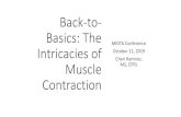Back-to- Basics: The · 2019. 10. 2. · Muscles That Move the Head and Vertebral Column Nerve Supply Accessory, C2 and C3 cervical nerves Cervical nerves Cervical and thoracic spinal