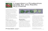 Lingonberry Production Guide for the Pacific Northwest...Kinnikinnick (Arctostaphylos uva-ursi) and lingonberries are easily confused due to their similar leaf structure and berry