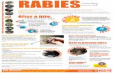RABIESControlling human risk Rabies can be spread through ...THE FIRST SYMPTOMS of rabies may be very similar to those of the flu including general weakness or discomfort, fever, or
