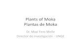 Plants of Moka Plantas de Moka · Plantas Nativas de Moka • The native plants of Moka can be seen once you enter the forested areas surrounding the town • Most of the plants found
