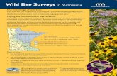 Wild Bee Surveys in Minnesota - Minnesota Department of ......Bees are attracted to the brightly-colored cups that are set in typical bee foraging areas. Specimens are collected and