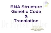 RNA Structure Genetic Code Translation Microsoft PowerPoint - RNA STRUCTURE, GENETIC CODE, MUTATION & TRANSLATION [Compatibility Mode] Author: Be Human Created Date: 6/18/2017 10:12:53