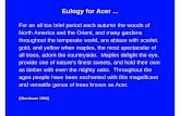 Eulogy for Acer - Maple Society · - a genus of trees and shrubs-Armored Combat Engineer Robot , by Mesa Robotics - Australian Council for Educational Research - David Acer, Canadese