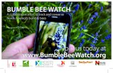 Bum Ble Bee Watch - chportfolio.com · Bum Ble Bee Watch A collaborative effort to track and conserve North America’s bumble bees Join us today at