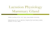 Lactation Physiology Mammary Glandrodallrich.com/physiology/MG.pdf · Mammary Gland Structure/Suspension Intermammary groove separates left and right halves of the udder Udder can
