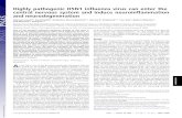 Highly pathogenic H5N1 influenza virus can enter the central … · 2009. 8. 7. · Highly pathogenic H5N1 influenza virus can enter the central nervous system and induce neuroinflammation