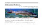 Koi (Cyprinus rubrofuscus · 1 Koi (Cyprinus rubrofuscus) Ecological Risk Screening Summary U.S. Fish and Wildlife Service, September 2011 Revised, September 2019 Web Version, 1/7/2020