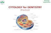 CYTOLOGY for DENTISTRY - APP Eldof3a · Histology THE CELL Department It Is the structural & functional unit of all living tissues. Cells have different shapes & sizes. THE CELL is