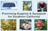Promising Eugenia for Southern California...Promising Eugenia for those who like to experiment: •The following Eugenia species are some with which I have no personal experience,