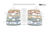 Guide to the Fossil Animals and Plants · Guide to the Fossil Animals and Plants A Deep Dive into the Fossil Layers of South Bay and San Diego Skunk BONITA MUSEUM ART / HISTORY