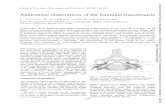 Anatomical observations of the foramina transversaria · J Neurol Neurosurg Psychiatry: first published as 10.1136/jnnp.41.2.170 on 1 February 1978. Downloaded from . Anatoinical