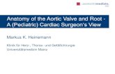 Anatomy of the Aortic Valve and Root - A (Pediatric) …...Klinik für Herz-, Thorax- und Gefäßchirurgie Anatomy of the Aortic Valve and Root - A (Pediatric) Cardiac Surgeon‘s