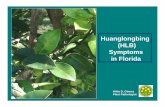 Huanglongbing (HLB) Symptoms in Florida · •Huanglongbing = yellow shoot • Host range: all citrus varieties and their hybrids, and some citrus relatives in the Rutaceae family