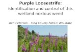 Purple Loosestrife · •Always dispose of purple loosestrife in a landfill, do not compost •Permits may be required locally Purple Loosestrife •Mowing will temporarily stop seed
