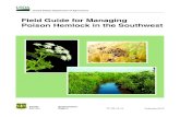 Field Guide for Managing Poison Hemlock in the …...California, Utah, Colorado, Idaho, Oregon and mesic areas of Washington. This caterpillar (also known as the hemlock moth) feeds