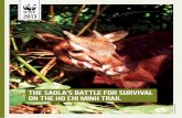 The Saola’S BaTTle for Survival on The ho Chi Minh Trailawsassets.panda.org/downloads/saola2013.pdf · wildlife trade. The in-migration of profiteers into the Annamites in search
