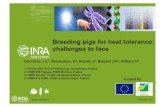 Breeding pigs for heat tolerance: challenges to facetransfaire.antilles.inra.fr/IMG/pdf/gourdine-tolerance-porc-chaleur.pdf · 1 /1 Why considering heat tolerance in breeding pigs?