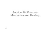 Section 20: Fracture Mechanics and Healing · Bone Development and Healing The process of bone development is calleddevelopment is called ossification. There are two types of ossification: