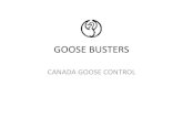 GOOSE BUSTERS - mi-wea.org - Lagoon GOOSE BUSTERS â€¢1997 Started Businessâ€“ Goose removal only â€“