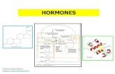 HORMONES - sfzg.unizg.hr · thyroglobulin is cleaved to active forms of hormones, thyroxine and triiodothyronine although thyroid hormones are proteins, due to their more hydrophobic
