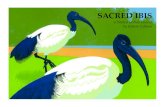a limited edition linocut by Robert Gillmor · a limited edition linocut by Robert Gillmor Sacred Ibis is the stunning new linocut by world renowned artist Robert Gillmor. Commissioned