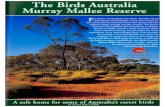 Murray Mallee - BirdLife · 2012. 8. 6. · The Birds Australia Murray Mallee Reserve NSW-SA-Vic. border the Murray River. At 51,300 ha (126,700 acres), the Rcscrvc measures c. x