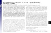 Regenerative capacity of adult cortical thymic epithelial ... · regenerative capacity of cTEC progenitor cells contributes to the process of thymic involution. To examine the regenerative