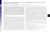 Molecular phylogeny of choanoflagellates, the sister group ... Molecular phylogeny of choanoflagellates,