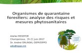 Organismes de quarantaine foresers: analyse des risques et ... Orlinsk… · ¢ Analyse du risque phytosanitaire (ARP/PRA) – Processus consistant à évaluer les données biologiques,