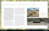 Mangroves - Ecological Restoration Lac Bay and …...Lac Bay loses an estimated 2.3 hectares of mangroves and sea grass beds due to sedimentation (STINAPA Bonaire, 2014). Land clearing