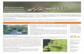 DRAGONFLY POND WATCH · American dragonfly migration; and pro-mote conservation of dragonflies and the wetland habitats on which they rely. The Migratory Dragonfly Partnership invites