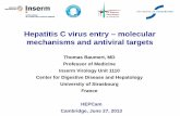 Hepatitis C virus entry – molecular mechanisms and ...regist2.virology-education.com/2013/8hepcam/docs/39_Baumert.pdf · virion infectivity (Chang et al. J. Virol. 2007, Benga et