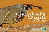 Gambel's Quail in Texas bulletin...the fall and winter. This time period coincides with seasonal increases in Accipiter spp., (e.g., Cooper’s hawk) which have been noted to predate