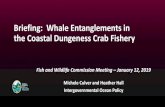 Briefing: Whale Entanglements in the Coastal Dungeness ...Jan 01, 2019  · Coastal Dungeness Crab Fishery •Magnuson-Stevens Act Delegated Management Authority to West Coast States