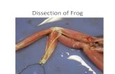Dissection of Frog - Doctor 2018 - JU Medicine · Dissection of Frog Author: mohammad Khatatbeh Created Date: 1/20/2019 11:28:51 AM ...