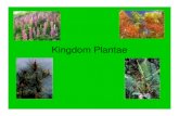 Kingdom Plantaemoodle.dallastown.k12.pa.us/pluginfile.php/17073/mod... · 2010. 5. 28. · Kingdom Plantae. General Characteristics • Eukaryotic cells (true nucleus, organelles)