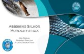 Assessing Salmon Mortality at sea FINAL PRAC... · 2014. 8. 14. · Presentation title Presentation subtitle Date Labrador Sea Irminger Sea Norwegian Sea Barents Sea Principal postsmolt