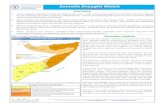 Somalia Drought Watch · The Juba and Shabelle river levels are very low at this time of the year. Parts of the middle and lower reaches of the Sha-belle River are reportedly dry
