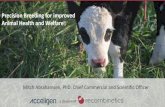 Precision Breeding for improved Animal Health and …...Precision Breeding Solutions for Cattle Health & Welfare Second Generation of Recombinetics’ Gene- Edited Naturally Hornless