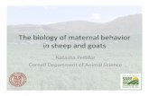 The$biology$of$maternal$behavior$ …goatdocs.ansci.cornell.edu/CSGSymposium/BiologyOf...Ecology:$Why$selec%ve$maternal$bonding?$ • Sheep$have$few$oﬀspring$at$once,$but$live$in$a$large$