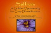 A Golden Opportunity for Crop Diversificationsaffron/Resources/Presentations... · 2016. 11. 28. · Potential of Saffron for Diversified Farmers High value crop Low input (except