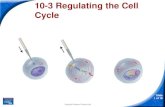 10-3 Regulating the Cell Cycletaubitz.weebly.com/uploads/1/0/4/9/10498079/chapter10_section03_… · Cell Cycle Regulators Cell Cycle Regulators The cell cycle is regulated by a specific