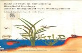 ~~'1. Rol~ of Fish in Enhancing Ric~field Ecology andjin Integrated Pest … · 2017. 5. 5. · Yle of Fish in Enhancing Ricefield Ecology and in Integrated Pest Management Summary