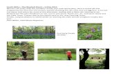 South Wilts – The Bluebell Shoot – 5 May 2015 · 2015. 5. 6. · South Wilts – The Bluebell Shoot – 5 May 2015 Weren’t we lucky with the weather! Pretty wet until about