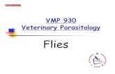 VMP 930 Veterinary Parasitology a true parasite and lives only in the living flesh of warm-blooded animals.
