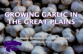 Growing Garlic in the Great Plains · ‘powdered garlic’ Health benefits Antibacterial or antifungal Heart benefits /cholesterol Selenium/immune system Cancer prevention Vampires