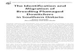 TheIdentiicationand Migrationof BreedingPlumaged Dowitchers in ... · 2020. 8. 6. · the Short-billed Dowitcher that occur in Ontario. Also, we examine the status of these forms