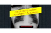 anatomy Respiratory system - Sinoe Medical Associationsinoemedicalassociation.org/anatomyphysiology/respanatomy.pdf · Microsoft PowerPoint - anatomy Respiratory system.pptx Author:
