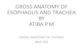GROSS ANATOMY OF ESOPHAGUS AND TRACHEA BY ATIBA P · GROSS ANATOMY OF ESOPHAGUS AND TRACHEA BY ATIBA P.M GROSS ANATOMY OF THORAX ANA 202. Esophagus It is a muscular tube passing between