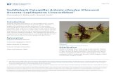 Saddleback Caterpillar Acharia stimulea (Clemens) (Insecta: … · 2018. 4. 30. · Saddleback Caterpillar Acharia stimulea (Clemens) (Insecta: Lepidoptera: Limacodidae) 3 A variable